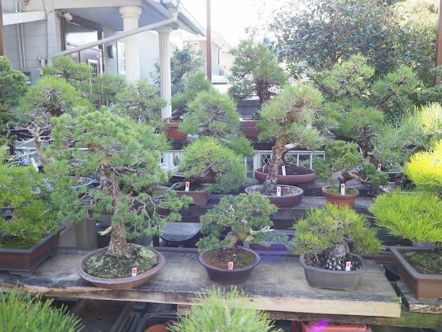 盆栽を買い換えたい