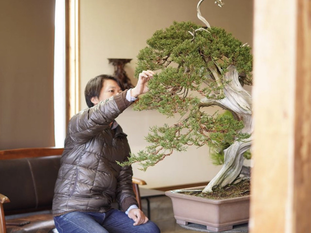 提携するプロによる手入れ